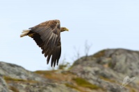 Orel morsky - Haliaeetus albicilla - White-tailed Eagle 7830